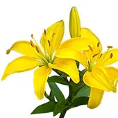 Yellow Lilys